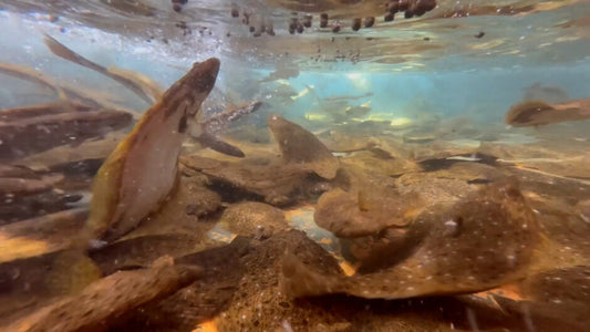 ブランド化を目指す養殖魚の品質管理のポイント