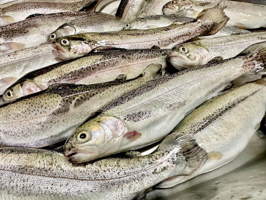 養殖業の課題を解決！へい死率低減と収益アップを実現する方法