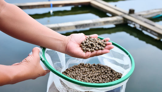 健康な魚はエサが違う！家族に食べさせたい安心・安全な養殖魚の秘密
