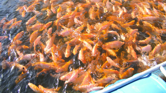 ストレスフリーでのびのび育つ！安心で美味しいお魚を育む「環境づくり」