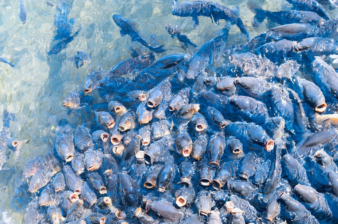 お魚も「食育」が大切？美味しくて安全なお魚を育むこだわりの食事メニュー