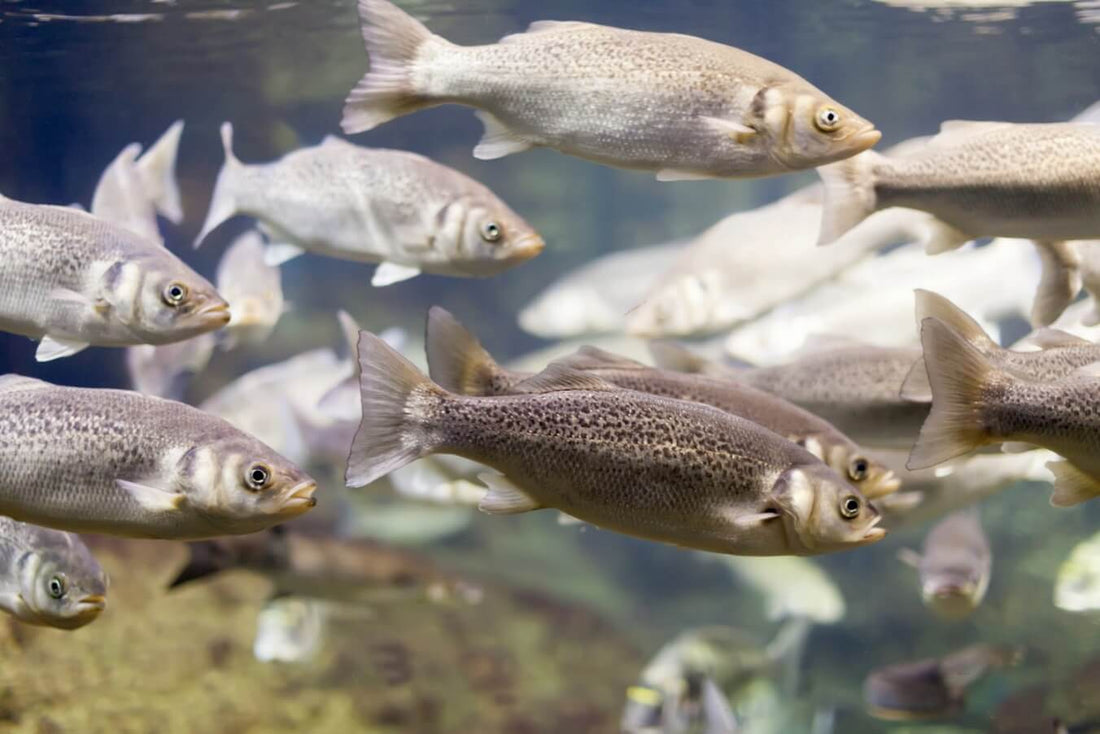 元気なお魚を育む「こだわりの環境」。美味しく安全に育てるための3つの約束