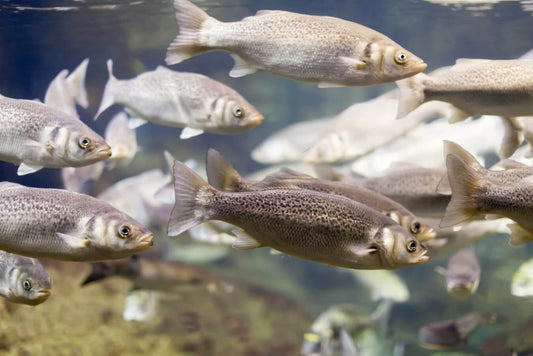 元気なお魚を育む「こだわりの環境」。美味しく安全に育てるための3つの約束