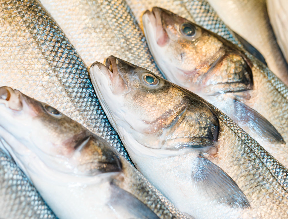 抗生物質を減らして、もっと安全に。自然のチカラで育む「次世代の美味しいお魚」