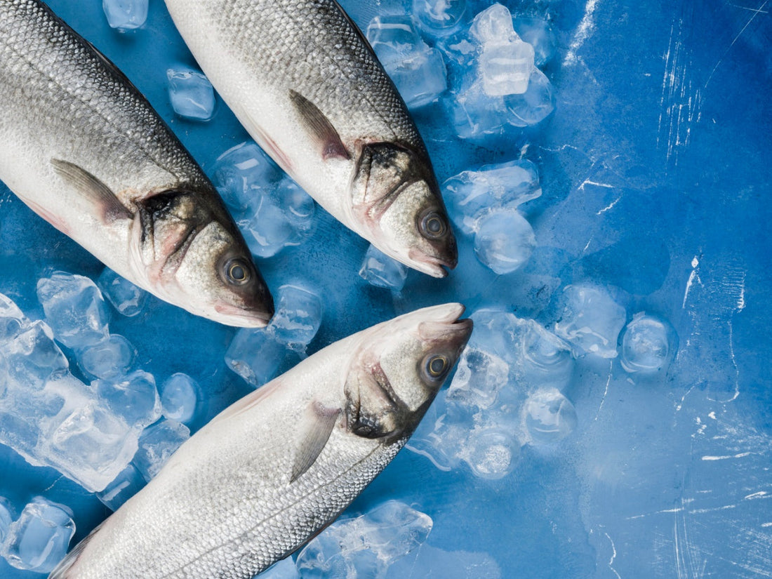 お魚も「腸活」の時代？プロバイオティクスで育つ、美味しくて安心な自然派の養殖魚