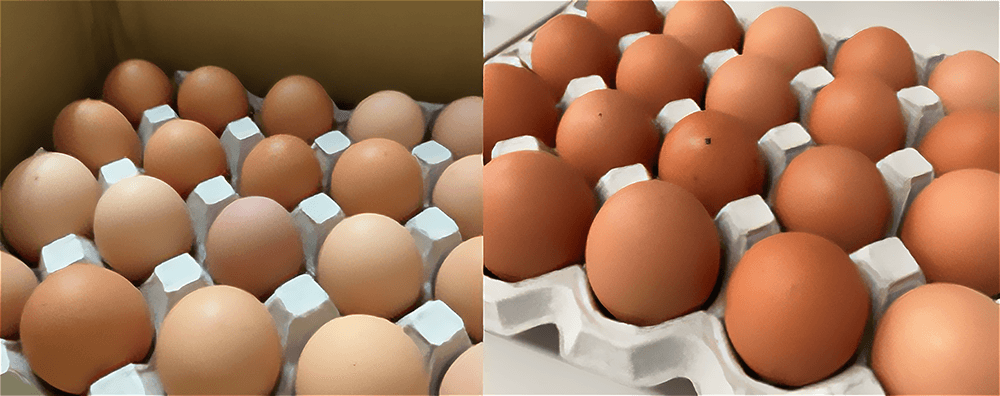 なぜ殻が硬くて美味しいの？お腹の調子から整える、ニワトリ想いのたまご作り