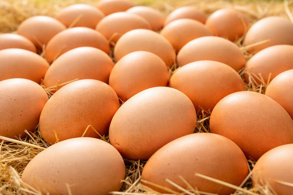 親鳥の「長生き」が食卓の安心に。温泉のめぐみが叶える優しいたまご作り