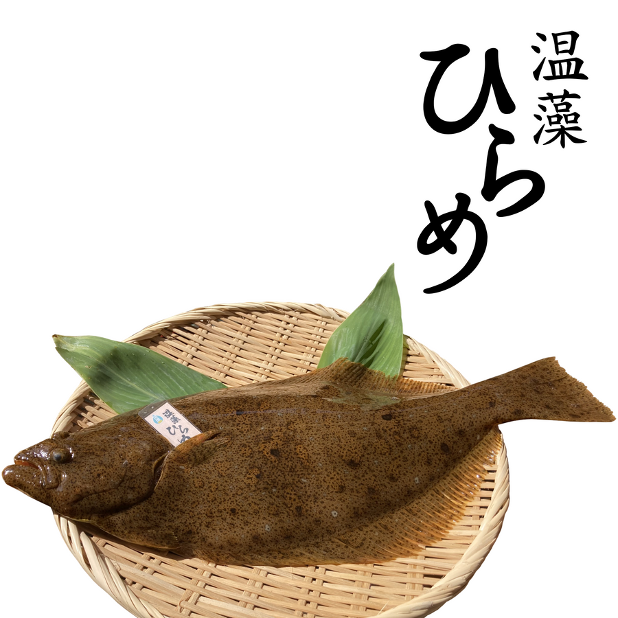 温藻ヒラメ 1尾